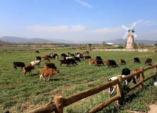 Cụm trang trại bò sữa Vinamilk Đà Lạt được vinh danh tại Giải thưởng môi trường Việt Nam 1